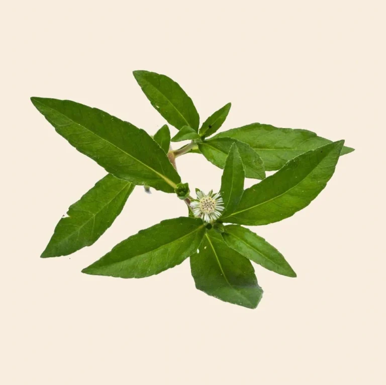 Bhringraj