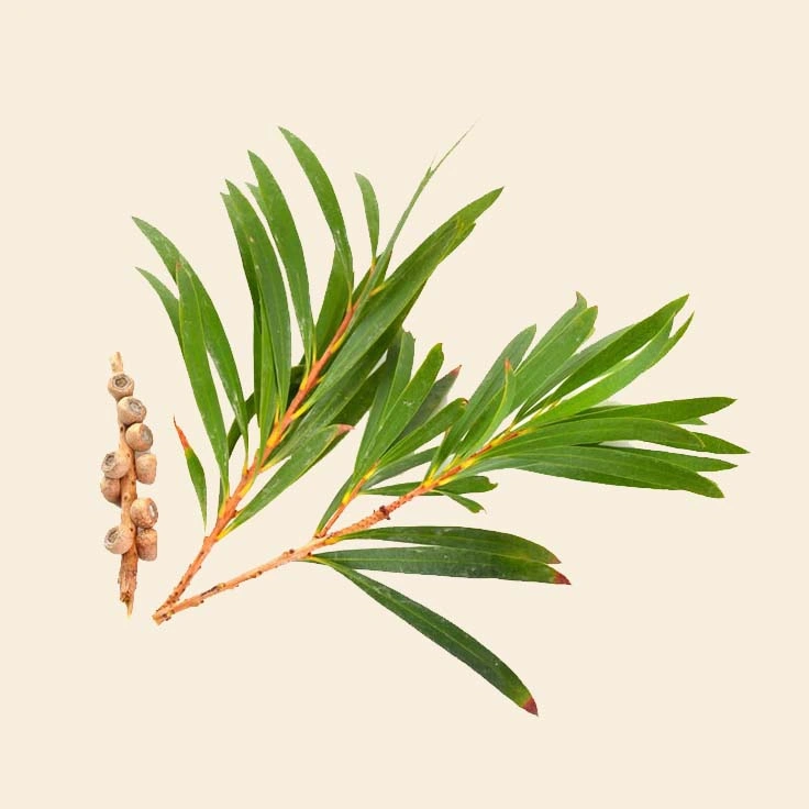 Tea Tree